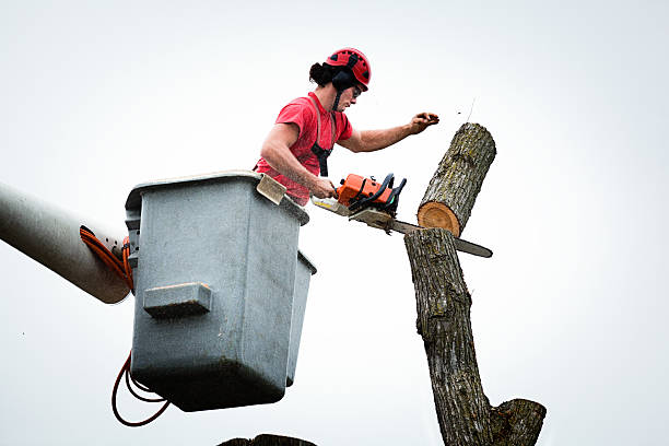Best Tree Removal  in Pimmit Hills, VA